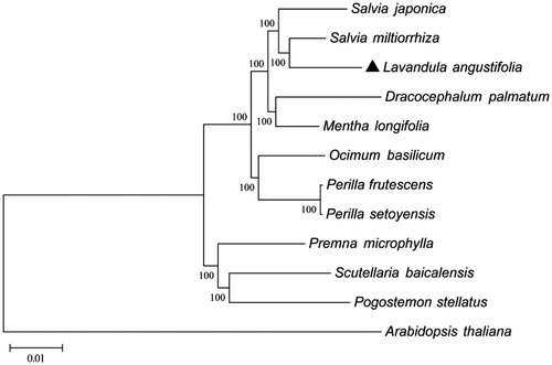 Figure 1. Phylogenetic of 10 species within the family Lamiaceae based on the Maximum-Likelihood analysis of the whole cp genome sequences using 500 bootstrap replicates and setting Arabidopsis thaliana (Brassicasaae) as outgroup. The analyzed species and corresponding Genbank accession numbers are as follows: Arabidopsis thaliana (NC_000932.1), Dracocephalum palmatum (NC_031874.1), Lavandula angustifolia (NC_029370.1), Mentha longifolia (NC_032054.1), Ocimum basilicum (NC_035143.1), Perilla frutescens (NC_030756.1), Perilla setoyensis (NC_030757.1), Premna microphylla (NC_026291.1), Pogostemon stellatus (NC_031434.1), Salvia miltiorrhiza (NC_020431.1), Salvia japonica (NC_035233.1) Scutellaria baicalensis (NC_027262.1).