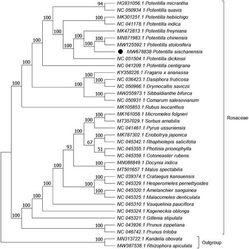 Figure 1. ML phylogenetic tree based on 36 species chloroplast genomes was constructed using IQ-TREE 1.6.12. Numbers on each node are bootstrap support values from 1000 replicates.