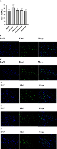Figure 8 Comparison of kiss-1 mRNA-expressing in hypothalamic arcuate nucleus of rats in each group. (A) Comparison of Kiss1 mRNA-expressing in ARC, n=8 values were presented as the mean±SEM (Mean optical density analysis of sections was performed using ImageJ, and statistical analysis was performed using the Kruskal–Wallis rank sum test because the data were non-normally distributed). Compared with the blank group, ###P< 0.001, compared with letrozole model group,**P<0.01,***P<0.001. (B-E) Expression of cytosolic markers DAPI (blue fluorescence) and KiSS1 mRNA (green fluorescence) in the ARC; (B) Blank group (400x), (C) Letrozole group (400x), (D) Metformin group (400x), (E) Pioglitazone group (400x), (F) Acarbose group (400x).
