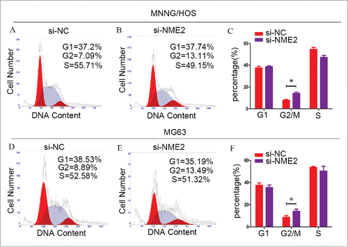 Figure 3. Cells were significantly arrested in the G2/M phase, when the expression of NME2 was knocked down in MNNG/HOS and MG63 cells. (A) In the si-NC transfected MNNG/HOS cell line, the cell cycle assay showed that 37.51% ± 1.57% of the cells were in the G1 phase, 7.84% ± 0.65% of the cells were in the G2 phase and 54.65% ± 1.81% of the cells were in the S phase. (B) In the si-NME2 transfected MNNG/HOS cell line, the cell cycle assay showed that 38.61% ± 0.76% of the cells were in the G1 phase, 14.18% ± 1.06% of the cells were in the G2 phase and 47.20% ± 1.78% of the cells were in the S phase. (C) The cell cycle was arrested in the G2/M phase after the transfection of si-NME2 in the MNNG/HOS cell line. (D) In the si-NC transfected MG63 cell line, the cell cycle assay showed that 37.64% ± 2.07% of the cells were in the G1 phase, 8.75% ± 1.43% of the cells were in the G2 phase and 53.61% ± 1.03% of the cells were in the S phase. (E) In the si-NME2 transfected MG63 cell line, the cell cycle assay showed that 35.48% ± 2.36% of the cells were in the G1 phase, 14.12% ± 1.96% of the cells were in the G2 phase and 50.40% ± 4.31% of the cells were in the S phase. (F) The cell cycle was arrested in the G2/M phase after the transfection of si-NME2 in the MG63 cell line. Error bars represent Standard Deviation.