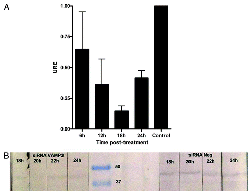 Figure 3. Expression of VAMP3 in J774.A1 cells treated with siRNA VAMP3. (A) qRT-PCR was performed at 6 h intervals to determine the time lapse in which VAMP3 is inhibited at maximum. Control corresponds to siRNA negative in western blotting. (B) Western blotting assay for VAMP3 of J774.A1 cells treated with siRNA VAMP3, samples were monitored each 2 h in order to detect maximum inhibition more precisely.