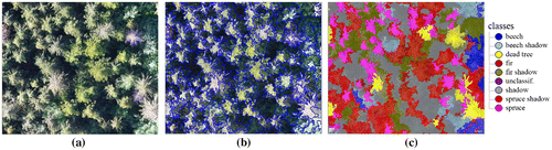 Figure 4. Example of species classification using object-oriented image analysis: (a) RGB image; (b) segmentation; (c) classification.