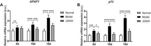 Figure 6 The JDNW formula inhibited E2F1-mediated hepatocyte apoptosis via the non-p53- dependent apoptosis pathways in ACLF rats.