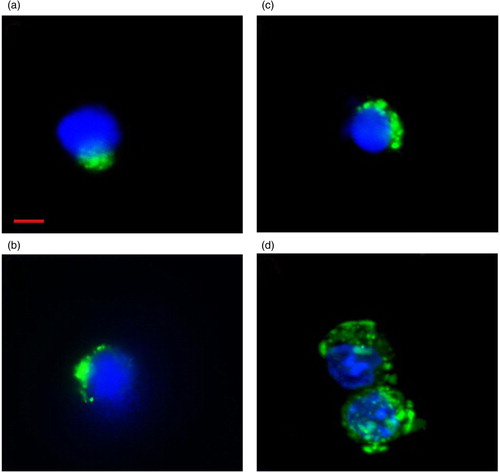 Fig. 2.  Flow cytometry–separated LDEV+ cells. (a) Lin-/Sca-1+, (b) CD19+, (c) Ter119+ and (d) Gr-1+ cells that have internalized CFSE-labelled LDEV. CFSE-labelled LDEV (FITC, green) can be found adjacent to the nucleus (DAPI, blue). Red bar=10 µm.