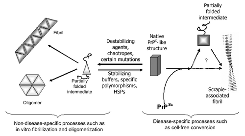 Figure 3 Schematic of a proposed, simplified pathway of PrP folding. Partial denaturation to an intermediate conformation promotes generic misfolding to oligomers and fibrils. Disease-specific misfolding proceeds from a more fully folded form, possibly by route of a different, PrPSc-induced, partially folded intermediate. General conditions that promote unfolding will lead more rapidly to generic misfolded isoforms, while those that promote stability and a more structured PrPC molecule will favor disease-specific misfolding.