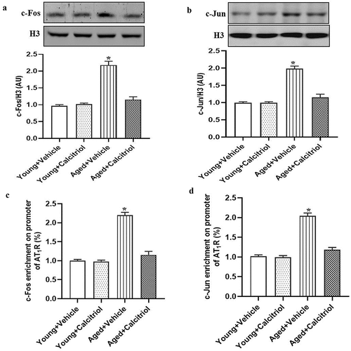 Figure 3. Effect of calcitriol on the binding level of AP1 on the AT1R promoter in aged mice. The young and aged mice were treated with vehicle or calcitriol (150 ng/kg/day) for 8 weeks. The protein expressions of c-Fos (a) and c-Jun (b) were determined by immunoblotting. (c and d) the binding levels of c-Fos and c-Jun on the AT1R promoter were determined by chromatin immunoprecipitation-quantitative real-time polymerase chain reaction. Data are expressed as the means ± S.E.M (n=6/group). *P <.05 vs. others.
