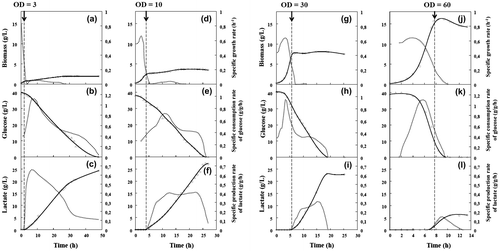 Fig. 2. Lactate production by C. glutamicum 2262 in batch culture under oxygen-deprived conditions.Note: Time-course profiles of growth (a, d, g, j), glucose consumption (b, e, h, k), and lactate production (c, f, i, l). Dotted lines represent corresponding specific rates (g/g h). The black arrow and the vertical broken line indicate the time when oxygen deprivation was applied.