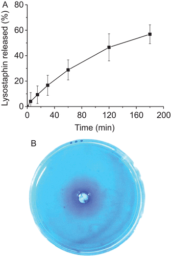 Figure 6.  A, Release of lysostaphin from CCHL (1:6) to PBS (pH 7.4) (mean ± SD, n = 3); B, Diffusion of lysostaphin from CCHL in the central well of the petri dish.