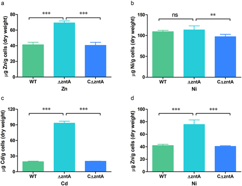 Figure 3. Quantified intracellular metal content in V. parahaemolyticus strains by ICP-OES. Intracellular Zn (A), Ni (B), and Cd (C) content of the strains grown in TSB supplemented with 25 μM ZnSO4, 1 mM NiSO4, and 2.5 μM CdSO4, respectively. (D) Intracellular Zn content of the strains grown in TSB supplemented with 1 mM NiSO4. Results represent the means and standard deviations from five biological samples. Significance was determined using one-way analysis of variance along with Bonferroni’s posttest. ns, no significant difference; **, p < .01; ***, p < .001.