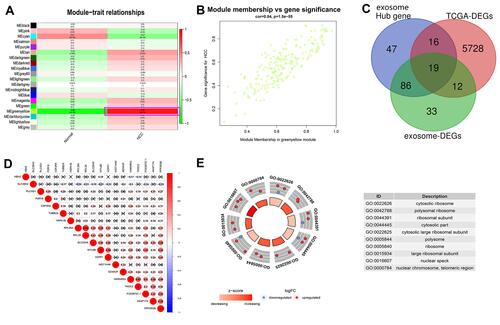 Figure 1 Identification of key exosome-derived genes in HCC. (A) Modules with different traits determined via WGCNA. (B) Identification of genes in the exosome-specific module in HCC. (C) Determination of key exosome-derived genes in HCC. (D) Correlation between exosome-derived genes. (E) GO analysis of the exosome-derived genes. WGCNA, weighted gene co-Expression network analysis.