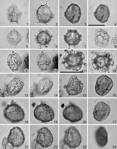 Plate 2. Scale bars represent 40 μm; scale bar in figure 11 applies to specimens 11 and 12; scale bar in figure 4 applies to all the other specimens. The photomicrographs were all taken using plain transmitted light. Figure 1. Spiniferella cornuta subsp. laevimura (Davey & Williams 1966) Williams et al. 1998. Sample OH 18, slide 2, EF D32/1. Specimen in left lateral view, high focus. Note the apical horn and laevigate wall. Figure 2. Spiniferella sp. cf. Spiniferites sp. A of Kirsch Citation1991. Sample OH 12, slide 2, EF E46. Specimen in dorsal view, high focus. Note the apical horn and microgranulate wall. Figures 3, 4. Impagidinium sp. cf. I. patulum (Wall 1967) Stover & Evitt Citation1978. Sample OH 12, slide 2, EF G49. Specimen in left ventrolateral view, 3 – low focus on the precingular archeopyle, 4 – high focus. Figure 5. Spiniferites twistringiensis (Maier 1959) Fensome et al. 1990. Sample OH 0, slide 1, EF T48/3. Specimen in dorsal view, high focus. Figures 6–8. Impagidinium sp. 1 of Thomsen & Heilmann-Clausen 1985. 6 – 7 – sample OH 5, slide 2, EF P32/4. Specimen in dorsal view, 6 – high focus showing the precingular archeopyle, 7 – low focus on the sulcal area, 8 – sample OH 5, slide 1, EF W30/3. Specimen in right latero-apical view, high focus showing the discontinuous septa separating the apical plates. Figures 9, 10. Pterodinium cingulatum subsp. danicum Jan du Chêne Citation1988. Sample OH 12, slide 1, EF J34/1. Specimen in ventral view, 9 – low focus, note the precingular archeopyle, 10 – high focus on the sulcus and the apical protrusion. Figures 11, 12. Pterodinium cretaceum Slimani et al. Citation2008. Sample OH 2, slide 2, EF R45/3. Specimen in ventral view, 11 – low focus on the archeopyle, 12 – high focus on the ventral surface. Figures 13–15. Impagidinium celineae Jan du Chêne Citation1988. 13, 14 – sample OH 16, slide 1, EF Y46. Specimen in right lateral view, 13 – low focus, 14 – high focus showing the denticulate sutural crests, 15 – sample OH 19, slide 1, EF F34/1. Specimen in right lateral view, low focus. Figures 16, 17. Ynezidinium tazaensis Slimani et al Citation2008. Sample OH 12, slide 1, EF V39/1. Specimen in ventral view, 16 – low focus on the wall structure and archeopyle, 17 – ventral face showing the apical (1′, 4′) and the precingular (1″, 5″, 6″) plate arrangement. Figures 18–20. Ynezidinium malloyi Lucas-Clark & Helenes 2000. Sample OH 15, slide 2, EF W42. Specimen in ventral view, 18 – low focus on the precingular archeopyle, 19 – optical section showing the apical protrusion, 20 – high focus showing the apical (1′, 4′) and the precingular (1″, 5″, 6″) plate arrangement. Figure 21–23. Ynezidinium pentahedrias (Damassa Citation1979) Lucas-Clark & Helenes 2000. Sample OH 15, slide 1, EF U34. Specimen in ventral view, 21 – low focus on the precingular archeopyle and operculum in situ, 22 – high focus on the apical (1′, 4′) plates which contact the two anterior sides of the pentagonal precingular (6″) plate, 23 – high focus on the sulcal area. Figure 24. Impagidinium maghribensis Slimani et al. Citation2008. Sample OH 12, slide 2, EF U40/1. Specimen in right ventral view, right ventral surface.