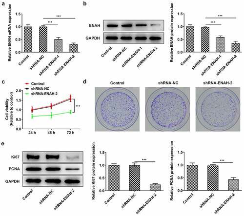 Figure 2. Inhibition of ENAH abrogates the proliferation of SNU-387 cells. (a) RT-qPCR and (b) Western blot analysis tested ENAH expression in HCC cells after transfected with shRNA-ENAH-1/2. (c) CCK-8 and (d) colony formation assay measured HCC cell proliferation. (e) Western blot analyzed the protein levels of Ki67 and PCNA. ***P < 0.001. ENAH, Enabled homolog. PCNA, proliferating cell nuclear antigen.