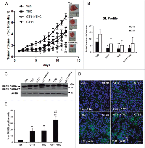 Figure 6. Pharmacological manipulation of the dihydroceramide content of cancer cells activates autophagy-mediated cell death in vivo and inhibits the growth of U87MG cell-derived xenografts. (A) Effect of THC (15 mg/kg; peritumoral administration), GT11 (7.5 mg/kg, peritumoral administration) or THC and GT11 on the growth of tumors generated by subcutaneous injection of U87MG cells. Data are expressed as mean fold increase ± SEM relative to d 1 (n = 6 for each experimental condition; **, P< 0.01 or *, P < 0.05 from vehicle-treated tumors; ##, P < 0.01 from THC-treated tumors and $, P < 0.05 from GT11-treated tumors). (B) Effect of THC (15 mg/kg), GT11 (7.5 mg/kg) or THC and GT11 on the ceramide:dihydroceramide ratio of tumors generated with U87MG cells. (n = 3; **, P < 0.01 or *, P < 0.05 from vehicle-treated tumors). (C) Effect of THC (15 mg/kg), GT11 (7,5 mg/kg) or THC and GT11 on autophagy (as determined by MAP1LC3B lipidation). Western blot corresponds to the analysis of 2 different animals/tumors per experimental condition. (D) Effect of THC (15 mg/kg), GT11 (7.5 mg/kg) or THC and GT11 on CTSB immunostaining. Values in the lower left corner correspond to the CTSB-stained area relative to the number of nuclei in each field; these correspond to 10 fields of 3 different tumors for each condition and are expressed as the mean fold change ± s.d. **, P < 0.01 from vehicle-treated tumors; ##, P < 0.01 from GT11-treated tumors and from THC-treated tumors. Representative images from each experimental condition are shown. Bar: 20 μm. (E) Effect of THC (15 mg/kg), GT11 (7.5 mg/kg) or THC and GT11 on apoptosis (as determined by TUNEL). Bars indicate the percentage of TUNEL-positive cells relative to the number of nuclei in each field and correspond to 10 fields of 3 different tumors for each condition and are expressed as the mean fold change ± s.d. **, P < 0.01 from vehicle-treated tumors ##, P < 0.01 from GT11-treated tumors and from THC-treated tumors.