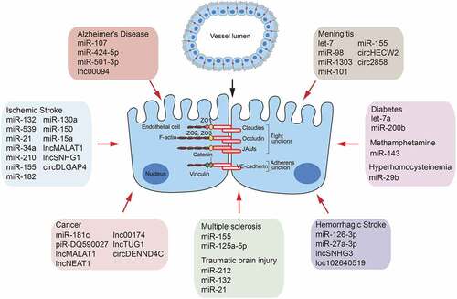 Figure 2. A brief summary of miRNAs, lncRNAs and circRNAs as a factor controling BBB permeability