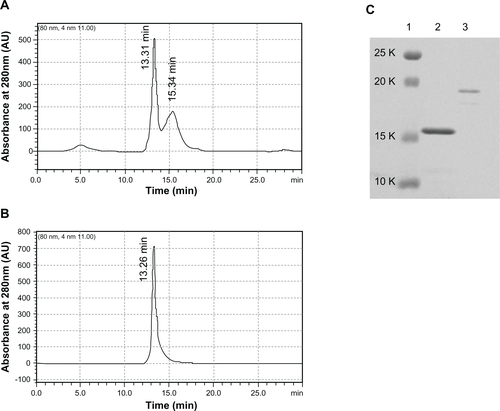 Figure S1 Gel permeation chromatography purification of HSPG41C nanocages and HSPG41C-preS1 nanocages. GHSPG41C nanocages (A); HSPG41C-preS1 nanocages (B). The peaks observed at 13.31 minutes in (A) and 13.26 minutes in (B) were collected individually. The collected fractions were then analyzed by SDS-PAGE using 12% gel according to the standard protocol (C).Note: Lane 1, molecular weight standards; lane 2, HSPG41C nanocages; lane 3, HSPG41C-preS1 nanocages.Abbreviation: SDS-PAGE, sodium dodecyl sulfate polyacrylamide gel electrophoresis.
