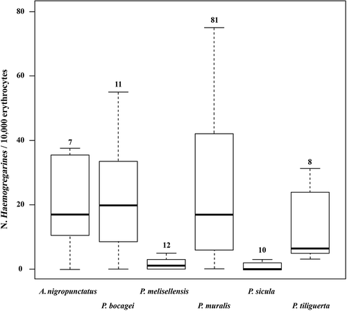 Figure 4. Haemogregarine loads (N/10,000 erythrocytes) in six European lacertid lizards. Numbers above boxes indicate sample sizes.