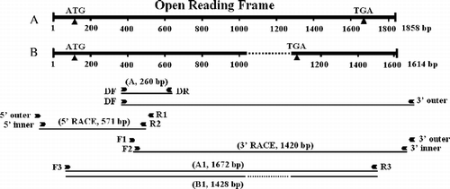 Figure 1 Schematic diagram of Afr-AMPKalpha1 (A) and Afr-AMPKalpha2 (B) cDNAs showing locations of primers for PCR and strategy of the gene cloning. Arrowheads represent primers and lines under them indicate cDNA fragments amplified with the primers by PCR, 5′- and 3′-RACE. The dashed lines indicate the 244-bp deletion in cDNA sequence of Afr-AMPKalpha2 compared with that of Afr-AMPKalpha1.