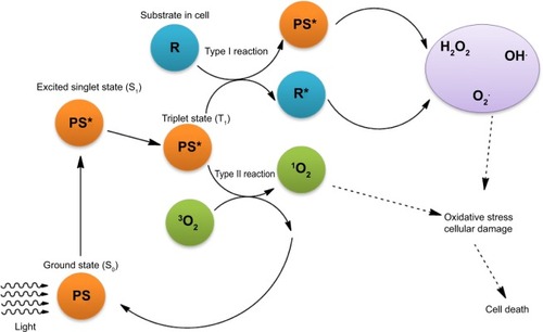 Figure 1 Schematic representation of PS-initiated cell death.Notes: When PS in cells is exposed to a specific wavelength of light, PS in its singlet ground state (S0) is transformed to its excited triplet state (T1) via a short-lived excited singlet state (S1) by intersystem crossing. The excited triplet can react directly either with substrate or solvent by transfer of hydrogen atom or electron to form radicals and radical ions upon interaction with oxygen. They can produce oxygenated products (H2O2, O2•−, and OH•) (Type I reaction) or can transfer their energy to oxygen directly to form singlet oxygen (1O2), which is a highly reactive, oxidative species (Type II reaction). Cellular damage is caused by these ROS, leading to tumor cell death. *Indicates activated state.Abbreviations: PS, photosensitizer; ROS, reactive oxygen species.