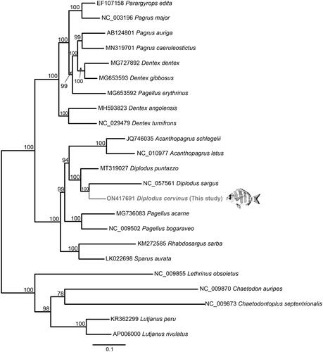 Figure 1. Phylogenetic relationships in the family Sparidae based on the complete mt genome sequences available in GenBank and that of Diplodus cervinus reported here (Acanthopagrus latus NC_010977; Acanthopagrus schlegelii JQ746035; Dentex angolensis MH593823; Dentex MG727892; Dentex gibbosus MG653593; Dentex tumifrons NC_029479; Diplodus puntazzo MT319027; Diplodus sargus NC_057561; Pagellus acarne MG736083; Pagellus bogaraveo NC_009502; Pagellus erythrinus MG653592; Pagrus auriga AB124801; Pagrus caeruleostictus MN319701; Pagrus major NC_003196; Parargyrops edita EF107158; Rhabdosargus sarba KM272585; Sparus aurata LK022698). Five outgroup species (Lutjanus peru KR362299, Lutjanus rivulatus AP006000, Lethrinus obsoletus NC_009855, Chaetodontoplus septentrionalis NC009873, and Chaetodon auripes NC_009870) were selected. Maximum likelihood method was used with an automatic bootstrapping cutoff of 0.01.