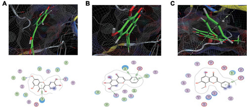 Figure 8 (A–C) represent AKT1 interacted action mode with quercetin, baicalein and wogonin respectively.