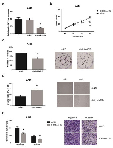 Figure 2. circMAT2B knockdown inhibits NSCLC cell proliferation and invasion. (a) The expression of circMAT2B in A549 cells after transfection. (b) The proliferation of A549 cells after transfection, detected by MTT assay. (c) The colony-forming capacity of A549 cells after transfection, detected by colony formation assay. (d) The migration of A549 cells after transfection, detected by wound healing assay. (e) The migration and invasion of A549 cells after transfection, detected by transwell assay. *P< 0.05 vs. si-NC-transfected cells