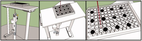 Figure 1. Irradiation set-up of microplates. The cells were seeded with two wells spaced apart.