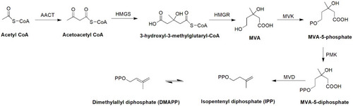 Figure 5 MVA pathway for the synthesis of isopentenyl diphosphate (IPP).