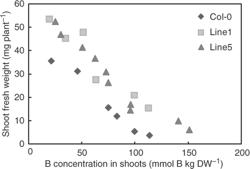 Figure 5. Correlation between boron (B) concentration and growth. Means of B concentrations (X-axis) and fresh weight (Y-axis) of shoots of the plants grown under 1–10 mM boric acid for 18 days were plotted (n = 4–16 for shoot fresh weight, n = 2–8 for B concentration).