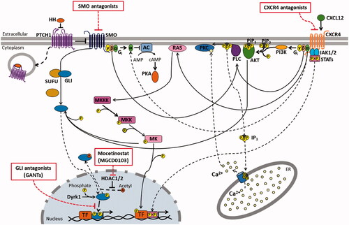 Figure 1. CXCR4 and SHH pathways crosstalk and druggable targets. SHH and CXCR4 signaling pathways, their crosstalk, as well as molecular targets of drugs described in the text are shown. The intricate connection among these pathways with multiple crossing points among them, suggests that compensatory mechanisms may be involved in therapeutic resistance for treatments targeting each of them, and makes the dual targeting of both routes an attractive therapeutic strategy. AC: Adenylate cyclase; AKT: Protein kinase B; AMP: adenosine monophosphate; cAMP: Cyclic adenosine monophosphate; CXCL12: CXC chemokine ligand 12; CXCR4: CXC chemokine receptor 4; Dyrk1: Dual Specificity Tyrosine-(Y)-Phosphorylation Regulated Kinase 1; ER: Endoplasmic reticulum; GLI: Glioma-associated gene homolog; Gi: Guanine nucleotide binding protein from I family; HH: Hedgehog; HDAC1/2: Histone deacetylase 1 and 2; IP3: Inositol 1,4,5-triphosphate; JAK1/2: Janus kinase 1 and 2; MK: Mitogen activated protein kinase (MAPK); MKK: MAPK kinase (MAPKK); MKKK: MAPKK kinase; PI3K: Phosphatidylinositol 3-kinase; PiP2: Phosphatidylinositol 4,5-biphosphate; PiP3: Phosphatidylinositol 3,4,5-triphosphate; PKA: Protein kinase A; PKC: Protein kinase C; PLC: Phospholipase C; PTCH1: Patched 1 receptor; RAS: Rat sarcoma virus oncogene homolog protein; SMO: smoothened receptor; STAT: Signal transducer and activator of transcription; SUFU: Suppressor of fused homolog; TF: transcription factor.