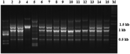 Fig. 4 Random amplified microsatellite (RAMS) pattern of Verticillium dahliae isolates using CGA primer. Lanes 1–15 are loaded with PCR products of VDKS5, Vd4, BAKT3, VS3.3F, VS1.2 T, VMS3.2, VMS2, VDKS6, VDKS3, VK1.2, Vd2, VK6.11, VFA2, BAKT11 and BAKT7, respectively. DNA size marker is indicated by M.