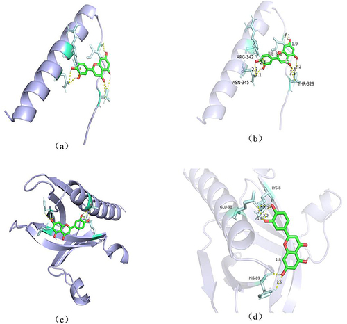 Figure 9 (a–d), (a and b) Macromolecular docking model of luteolin and TP53; (c and d) Macromolecular docking model of luteolin and AKT1.