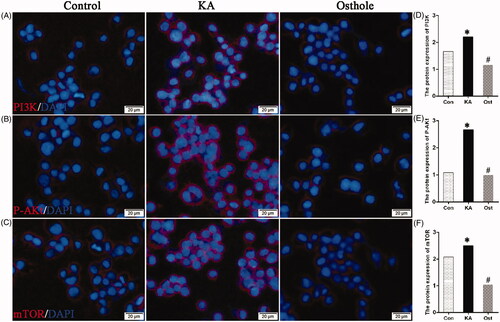 Figure 5. Effect of osthole on the PI3K/AKt/mTOR protein expression levels in KA-activated BV-2 microglial cells. (A–C) Immunofluorescence images of PI3K/AKt/mTOR expression in KA-activated BV-2 microglial cells with nuclear DAPI staining. Magnification: ×200 times. Scale bars, 20 μm. (D–F) Protein expression levels of PI3K, p-AKt, mTOR in KA-activated BV-2 microglial cells quantified by measuring pixel intensity using Image pro-plus software. Values are expressed as the mean ± SD. *p < 0.05 versus control group; #p < 0.05 versus KA group. Con: control; KA: kainic acid; Ost: osthole.