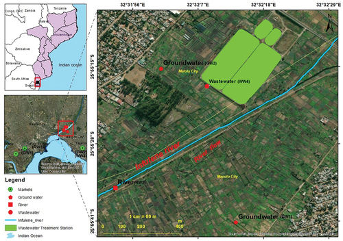 Figure 1. Farm sampling sites from irrigating sources (groundwater (GW), i.e., GW1 and GW2, river water (RW3) and partially treated wastewater (WW4)) at the Infulene Valley in Maputo, Mozambique, and markets where the crops were sold in nearby Maputo and Matola.