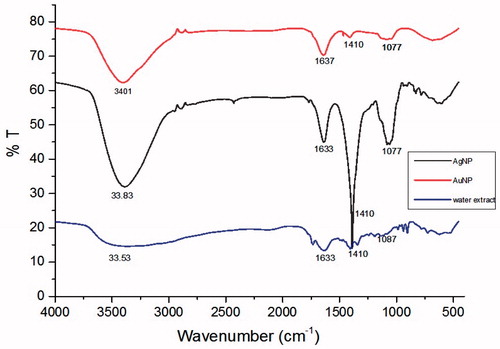 Figure 3. FTIR analysis of aqueous extract of S. maritima and its silver and gold nanoparticles.