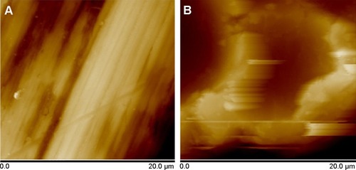 Figure 4 Representative AFM images of the surface (A) Ti and (B) USP-Ti.Abbreviations: AFM, atomic force microscopy; Ti, titanium; USP-Ti, Ti surface subjected to USP; USP, ultrasonic shot peening.