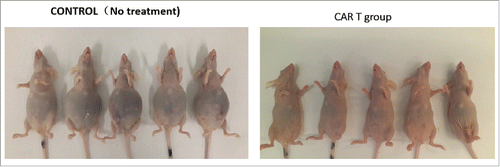 Figure 4. CAR T treatment in ovarian cancer model (unpublished data). Ovarian cancer cell line ID8 cells (5 × 104) were injected to nude mice through IP injection. A single intra-peritoneal (IP) injection of CAR T (1 × 107) 3 d after cancer cells injection. On day 7, CAR T group mice looked normal and no treatment group showed significant ascites.