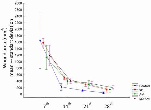 Figure 3. Graph showing the contraction rate of the groups in the 7th, 14th, 21st, 28th days after surgery.