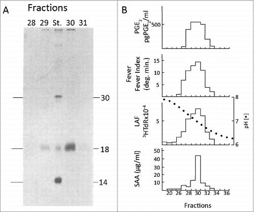 Figure 2. Co-elution of IL1 activities using radiolabeled proteins. A. SDS-PAGE of trichloracetic acid-precipitated fractions 24–36 of 35S-methionine-labeled monocyte supernatants during chromatofocusing. The pH of the chromatofocusing gradient is shown. Before chromatofocusing, 4 Ls of pooled monocyte supernatants were concentrated and subjected to sequential immunoadsorption and gel filtration.Citation23 B. Top. The same fractions shown in A were assayed for induction of PGE2 from dermal fibroblasts. Fever was assessed in trained rabbits and LAF activity was measured using in D10.G4.1 cells. Serum SAA was determined following intraperitoneal injection into mice.Citation30 Adapted from.Citation22