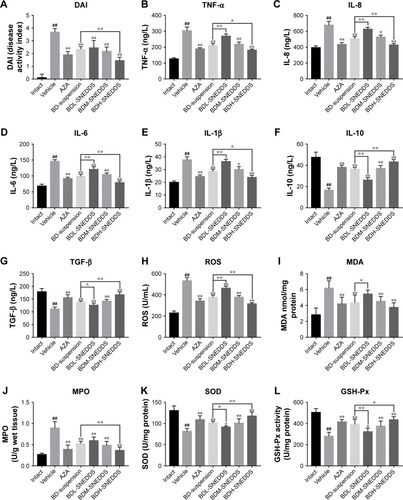 Figure 6 (A) Disease activity index. (B–L) Effects of BD-SNEDDS on colon levels of inflammatory cytokines and oxidative stress.Notes: Data are expressed as mean±SD and analyzed by ANOVA followed by Dunnett’s test. ##P<0.01 vs intact group, **P<0.01 and *P<0.05 vs the vehicle group, P<0.05 and P<0.01 vs BD-suspension group.Abbreviations: BD-SNEDDS, BD-loaded self-nanoemulsifying drug delivery system; BD-suspension, BD suspended in 0.5% sodium carboxymethyl cellulose solution; DAI, disease activity index; TNF-α, tumor necrosis factor-α; IL-1β, IL-6, IL-8, and IL-10, interleukin-1β, -6, -8 and -10; TGF-β, transforming growth factor-β; SOD, superoxide dismutase; MDA, malondialdehyde; MPO, myeloperoxidase; GSH-Px, glutathione peroxidase; ROS, reactive oxygen species; AZA, azathioprine; BDL-SNEDDS, low-dosage BD-loaded self-nanoemulsifying drug delivery system; BDM-SNEDDS, medium-dosage BD-loaded self-nanoemulsifying drug delivery system; BDH-SNEDDS, high-dosage BD-loaded self-nanoemulsifying drug delivery system.