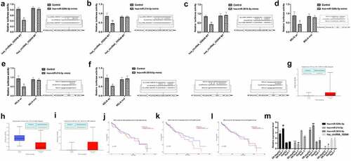 Figure 5. The expression of ncRNAs in sorafenib-resistant HCC cells. A-C. The predicted binding sites of hsa_circRNA_102049 and hsa-miR-526b-5p (a), hsa-miR-214-3p (b), hsa-miR-3619-5p (c) and the designed binding site mutation sequences. Comparison of the relative luciferase activity of cells co-transfected with hsa_circRNA_102049 WT or MUT and hsa-miR-526b-5p mimic (a), hsa-miR-214-3p mimic (b), hsa-miR-3619-5p mimic (c) or Control. Data was expressed as mean ± standard deviation (n = 3, each group), *p < 0.05, **p < 0.01, compared to the control. The predicted RELN 3ʹ UTR and hsa-miR-526b-5p (d), hsa-miR-214-3p (e), hsa-miR-3619-5p (f) binding site and the designed binding site mutation sequence. Comparison of the relative luciferase activity of cells co-transfected with RELN wt or mut and hsa-miR-526b-5p mimic (D), hsa-miR-214-3p mimic (E), hsa-miR-3619-5p mimic (f) or Control. Data was expressed as mean ± standard deviation (n = 3, each group), *p < 0.05, compared to the control. Comparison of the expression of hsa-miR-526b-5p (g), hsa-miR-214-3p (h), hsa-miR-3619-5p (i) between HCC tissues and normal control samples in the TCGA sample database, data came from UALCAN (http:// ualcan.path.uab.edu/index.html). The expression level of hsa-miR-526b-5p (j), hsa-miR-214-3p (k), hsa-miR-3619-5p (l) and the survival of HCC patients, data came from UALCAN (http://ualcan.path.uab.edu/index.html). m. The expression level of hsa_circRNA_102049, hsa-miR-526b-5p, hsa-miR-3619-5p, hsa-miR-214- in SR-HepG2, SR-Huh-7, HepG2, and Huh-7 cells were detected by qRT-PCR.