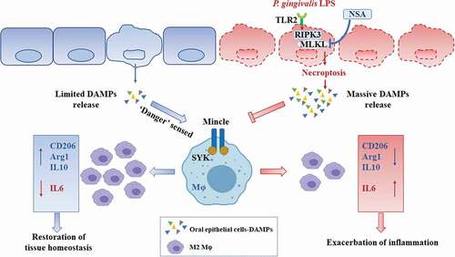 Figure 6. Diagram of proposed schematic. Within a periodontal infection microenvironment, the limited accumulation of DAMPs which might be induced by cell death such as apoptosis are sensed as ‘alarming’ by PRRs including Mincle and therefore facilitates M2 polarization for the restoration of tissue homeostasis. However, P. gingivalis LPS manipulates RIPK3/MLKL-mediated necroptosis via TLR2 in oral epithelial cells. The massive DAMPs released from oral epithelial cells induced by necroptosis inhibit M2 polarization by inactivating the Mincle/SYK signal. NSA, the inhibitor of MLKL might be applied to alleviate the effect of necroptosis on oral epithelial destruction as well as to block the inhibition of M2 polarization induced by massive DAMPs.