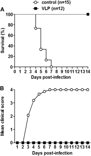 Fig. 4 Maternal immunization with EV-D68 VLPs provided complete protection for neonatal mice against lethal challengeOne-day-old ICR mice born to dams immunized with EV-D68 VLPs or the control antigen were i.p. injected with 1.2 × 105 TCID50 of US/MO/14-18947. All infected mice were observed daily for a survival and b clinical score for 14 days. Clinical scores were graded as follows: 0, healthy; 1, lethargy and reduced mobility; 2, limb weakness; 3, limb paralysis; 4, death. The numbers of mice in each group were shown in brackets
