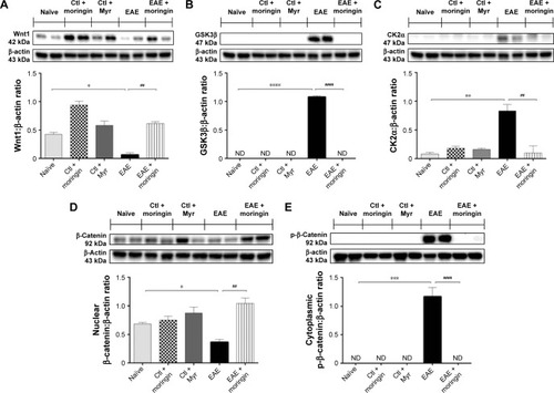 Figure 2 Moringin modulates the Wnt–β-catenin signaling pathway in EAE.