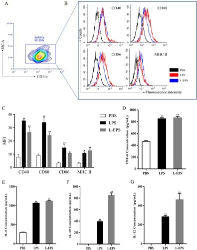 Figure 3. Effects of L-EPS on the expression of cell-surface molecules in BMDCs. (A) BMDCs were differentiated in the presence of GM-CSF and IL-4 for 7 days. Then suspension cell population were marked with FITC-conjugated CD11c for the purification of DCs by flow cytometry. (B) BMDCs from naive BALB/C mice were cultured with PBS, LPS (1 μg /mL), or 500 μg/mL of L-EPS for 24 h. The expressions of CD80, CD86, CD40 and MHC II were determined by Flow cytometric. (C) Representative results from three independent experiments were shown, and the expression levels of cell-surface molecules were quantified as median fluorescence intensity (MFI). The levels of TNF-α (D), IL-6 (E), IL-10 (F) and IL-12p70 (G) were determined by ELISA. The minimum detectable dose (MDD) of mouse IL-10 is typically less than 5.22 pg/mL. The minimum detectable dose (MDD) of mouse IL-12 is typically less than 2.5 pg/mL. Pooled results from three independent experiments are shown as mean ± SEM are shown; Statistical differences were analysed by one-way ANOVA, with significance defined as *P < 0.05, **P < 0.01, compared to the PBS group. Error bars represent ± SEM.