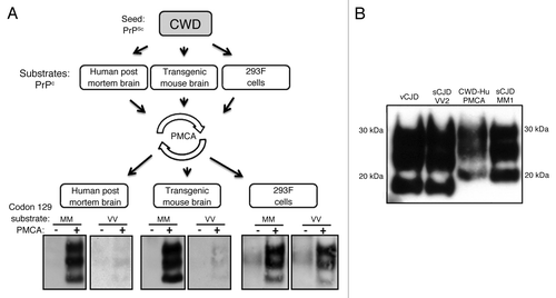 Figure 2. Human PMCA reactions with CWD prions. (A) CWD PrPSc amplification was conducted with substrates from three different sources (human brain, humanized transgenic mouse brain, human cell line,), each with both the PRNP codon 129 MM and the VV genotypes. The susceptibility of human PrPC to conversion was evaluated after a single round of PMCA. Irrespective to the origin, the three substrates supported amplification after one round (96 cycles) of PMCA. CWD amplification showed a preference for the MM genotype, with a robust amplification, compared with the VV genotype. Amplified sample (+), non-amplified sample (-). (B) PrPres typing of the CWD PrPSc amplified in a human brain substrate. vCJD, sCJD VV2 subtype and sCJD MM1 subtype were used as PrPres type reference standards. The CWD PrPres material produced by PMCA (CWD-Hu PMCA) resemble type 1 human PrPres. PrP detection antibody was 3F4. M, Molecular marker.