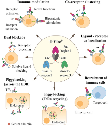 Figure 1. The TrYbe® and potential applications. An illustrative representation of the TrYbe® format with three target binding regions (Fab region 1, ds-scFv region 2 and ds-scFv region 3). The TrYbe® is composed of a Fab fragment scaffold at its core and two ds-scFvs connected to the C-termini of the respective Fab light and heavy chain via S(G4S)2 linkers. DSBs are represented as – . Potential mechanisms of action of the TrYbe® are outlined. Abbreviations: neonatal Fc receptor, FcRn; Transferrin receptor, TfR; blood brain barrier, BBB. Figure 1 shows an inner circle in the center of the figure, containing a cartoon of the TrYbe® with the constant regions and antigen-binding regions indicated. Seven, equidistant arrows extend outwards from the circle and point to cartoons indicating a different mechanism of action of the TrYbe®: 1) immune modulation is represented by TrYbes® shown to co-engage with two different receptors on a cell and initiate a signal into the cell to indicate receptor activation or receptor inhibition. In another scenario a TrYbe® is shown to co-engage with receptors which indices a novel function via signaling or bind to two paratopes on the same receptor to elicit a biparatopic response. Jagged arrows are used to denote a signal inside the cell from each engaged TrYbe®-receptor complex; 2) co-receptor clustering is represented by a TrYbe® binding to two distally separated receptors on a cell. An arrow points to another TrYbe® which is now engaging two clustered receptors. A jagged arrow denotes a signal elicited inside the cell from the engaged TrYbe®-receptor complex; 3) Ligand- receptor co-localization is represented by a TrYbe® binding to a soluble ligand and a surface receptor on a cell. A jagged arrow denotes a signal inside the cell, elicited from the engaged TrYbe®-receptor complex; 4) Recruitment of immune cells shows a TrYbe® engaging a surface receptor on a target cell by one ds-scFv and another receptor on an effector cell by the other ds-scFv. A jagged arrow denotes a signal inside the cell, elicited from the engaged effector cell; 5) Piggybacking (FcRn recycling) is represented by a cell containing an endosome which is signified by a circle with receptors on the inner side. A TrYbe® is shown to engage to a FcRn recyclable ligand and subsequently is endocytosed into the cell. An arrow then shows the same TrYbe® in the endosome where the FcRn recyclable ligand also engages a endosomal receptor on the inner side whilst still bound to the TrYbe®. An arrow then shows the TrYbe® being exocytosed from the cell on the apical side whilst still being bound to the ligand; 6) Similar to 5), a TrYbe® is shown to engage a TfR receptor on the cell surface on the apical side. An arrow points to the TrYbe® now in an endosome, followed by another arrow point showing the TrYbe® transcytosed from the cell on the basolateral side; and 7) dual blockade is represented as a TrYbe® blocking the binding of soluble ligands to a cell and in another scenario, a TrYbe® blocking ligands binding to two receptors.