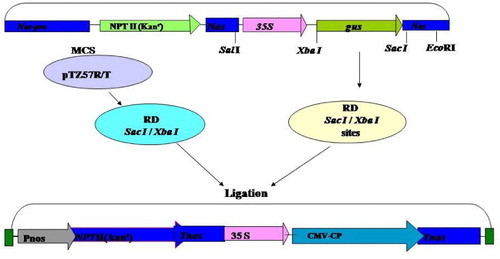 Figure 1. Scheme for cloning of CMV-CP gene in binary vector pBI 121 for stable transformation of tobacco (Nicotianatabacum).