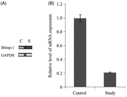 Figure 1. The Blimp-1 mRNA expression in PMBCs of mice at 3 weeks after administration of the lentivirus Blimp-1 siRNA (study group) or PLL3.7 (control group). PMBCs of the mice (8 mice in each group) were collected, and mRNA expression of Blimp-1 detected by RT-PCR. C: control group, S: study group.