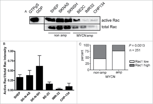 Figure 1. Rac GTPase expression and activity is higher in neuroblastoma lacking MYCN amplification. (A) Active Rac levels detected by western blot in the indicated neuroblastoma cell lines. Positive (GTPγS) and negative (GDP) controls of the activity assay are shown. The black vertical line between the controls and samples indicates that controls are from a different part of the same gel. (B) Quantification of active Rac levels in indicated neuroblastoma cell lines (intensity of active Rac divided by total Rac, n = 4 independent experiments). (C) Comparison of Rac1 expression and MYCN amplification status reveals that high level Rac expression is significantly associated with non MYCN amplified tumors. Data were accessed from the OncoGenomics database of the National Cancer Institute (https://pob.abcc.ncifcrf.gov/cgi-bin/JK).Citation32 Patients were divided into high and low Rac1 expression groups by median-centered log 2 ratios. Statistical significance was determined by Fisher's exact test comparing the numbers of tumors in each category.