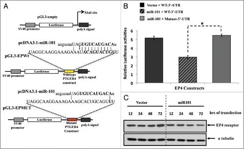 Figure 5 The EP4 receptor is a direct target of miR-101. (A) Predicted miR-101 binding sequence in the human PTGER4 3′-UTR, encoding EP4 receptor. The PTGER4 wildtype and mutant constructs were cloned into the pGL3 plasmid and downstream of the Luciferase gene at the Xba1 restriction site. The location of the wild-type constructs in the plasmid is denoted with yellow and mutant with red. Ninety percent of the seed sequence is mutated in the mutant construct. (B) The LS174T colon cells were co-transfected with pGL3carrying the constructs (wild-type or mutant EP4-3′-UTR and either a miR-101 expressing plasmid or empty vector, and Renilla. Co-transfection of the wildtype construct and miR-101 suppressed EP4 Luciferase expression. The relative luciferase activities were measured and normalized against their control. (C) Western analysis of endogenous EP4 receptor protein expression levels after ectopic miR-101 expression in LS174T cells. The levels of endogenous EP4 receptor protein decreases in a time-dependent manner